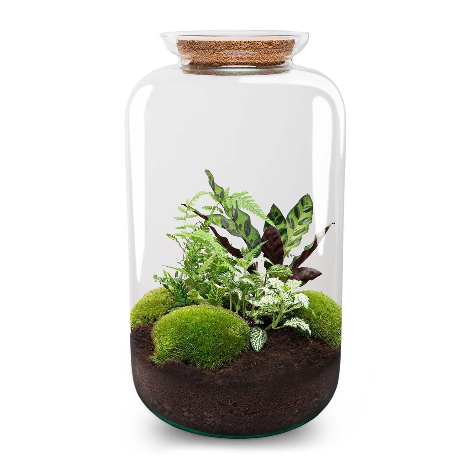 XL terrarium met LED-kurk en groene planten.