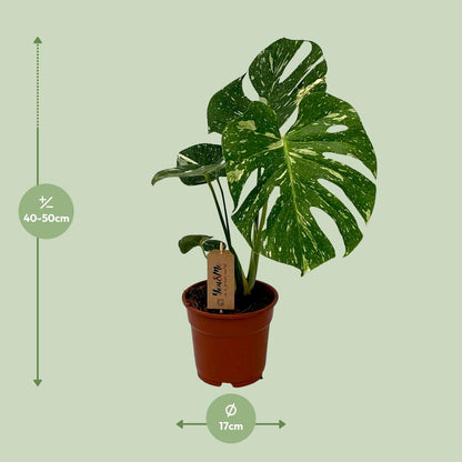 "Monstera Deliciosa – Gatenplant in Ø17 cm pot – ca. 50 cm hoog – tropische kamerplant met grote geperforeerde bladeren"