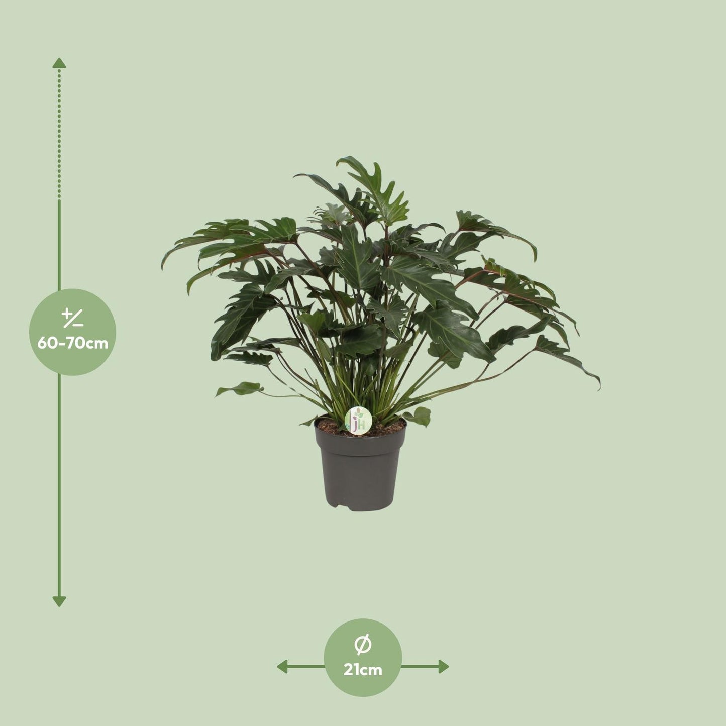 Philodendron Xanadu tropische groene kamerplant.