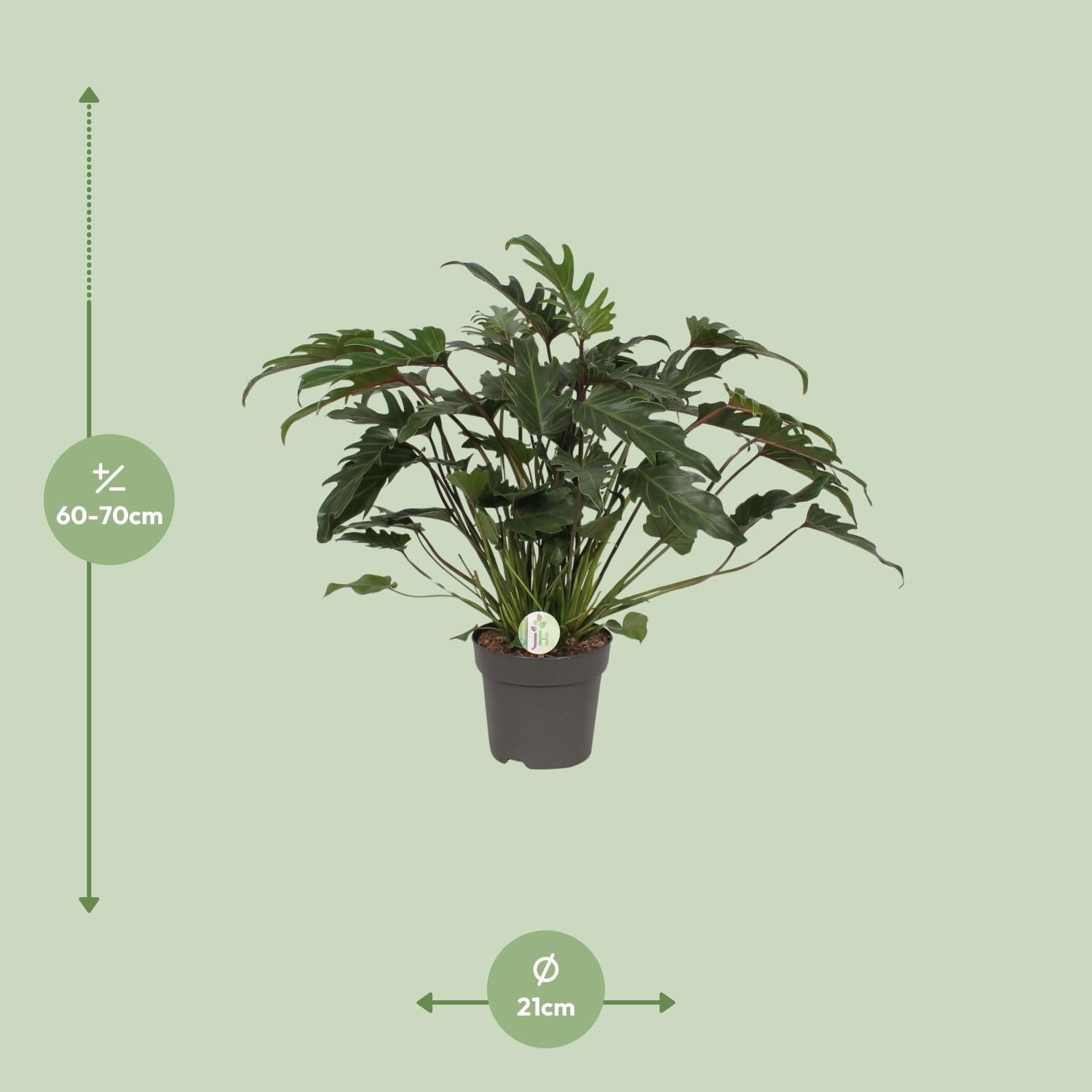 Philodendron Xanadu tropische groene kamerplant.