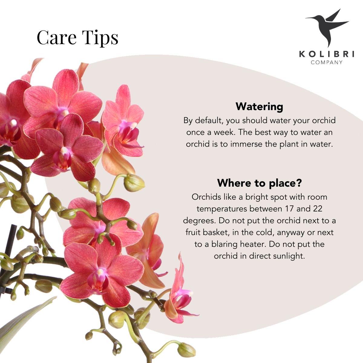 Kolibri Orchids | Rode Phalaenopsis orchidee – Congo + Berry sierpot