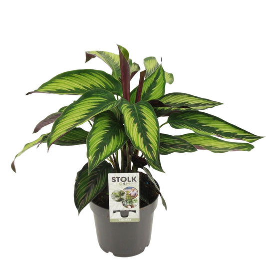 Calathea Majestica Princeps – tropische kamerplant Ø14 cm, ca. 45 cm hoog

Majestica Princeps met grote groene bladeren en paarse onderzijde