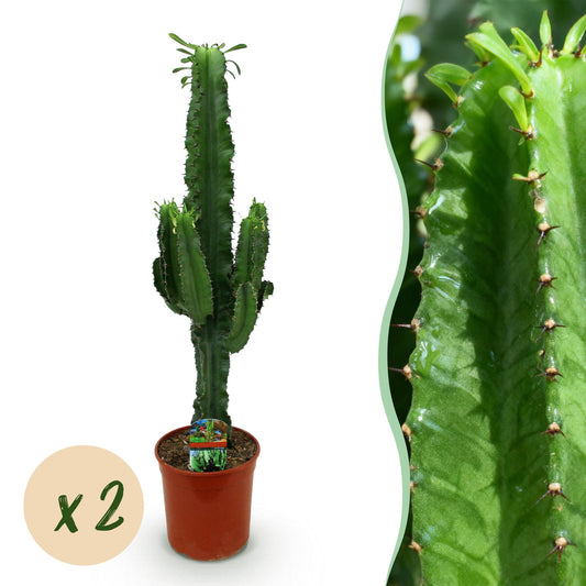 2 x Kamerplant | Euphorbia eritrea - Afrikaanse melkboom