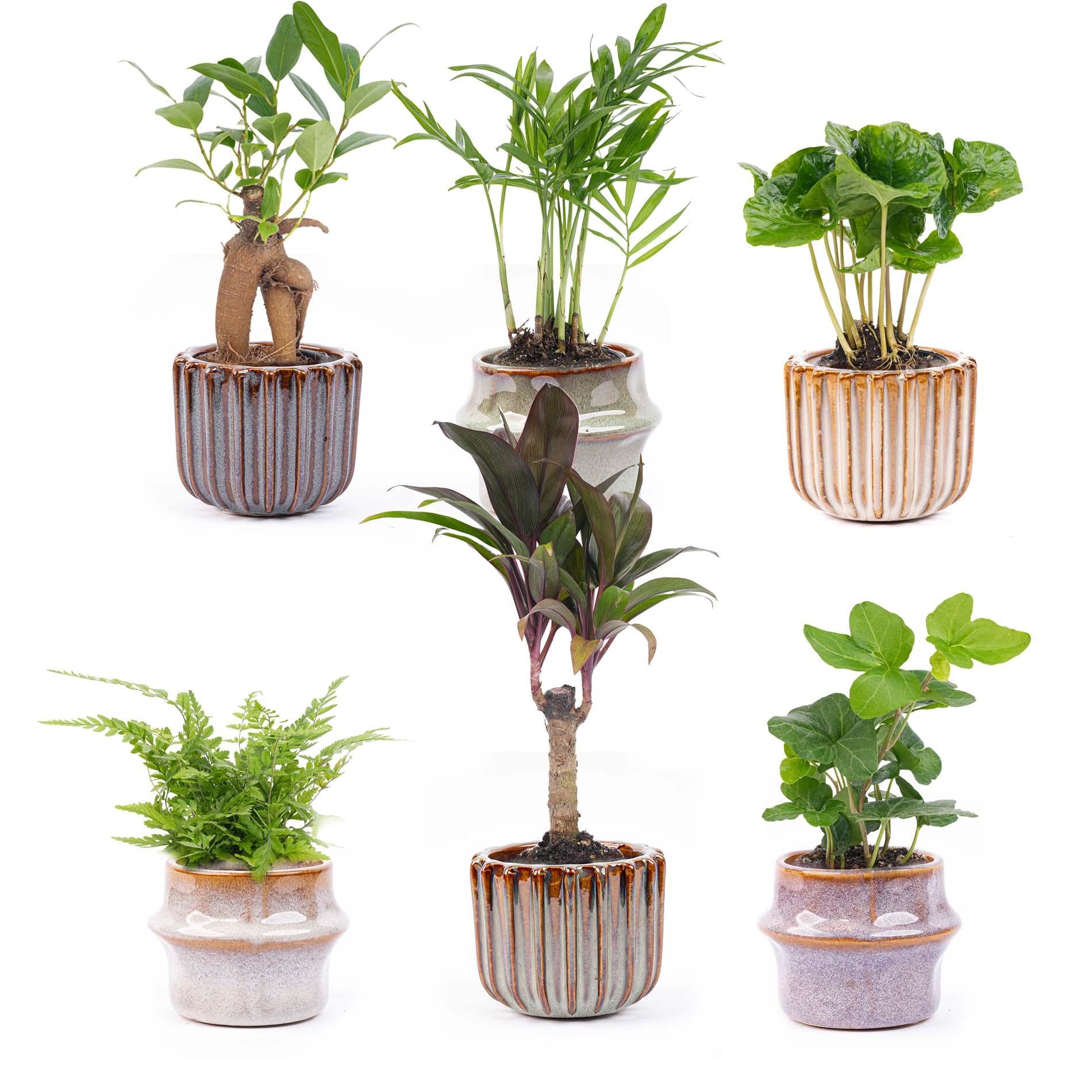 Mini Planten Set 6 – Inclusief Pot Set Barcelona | Kamerplant