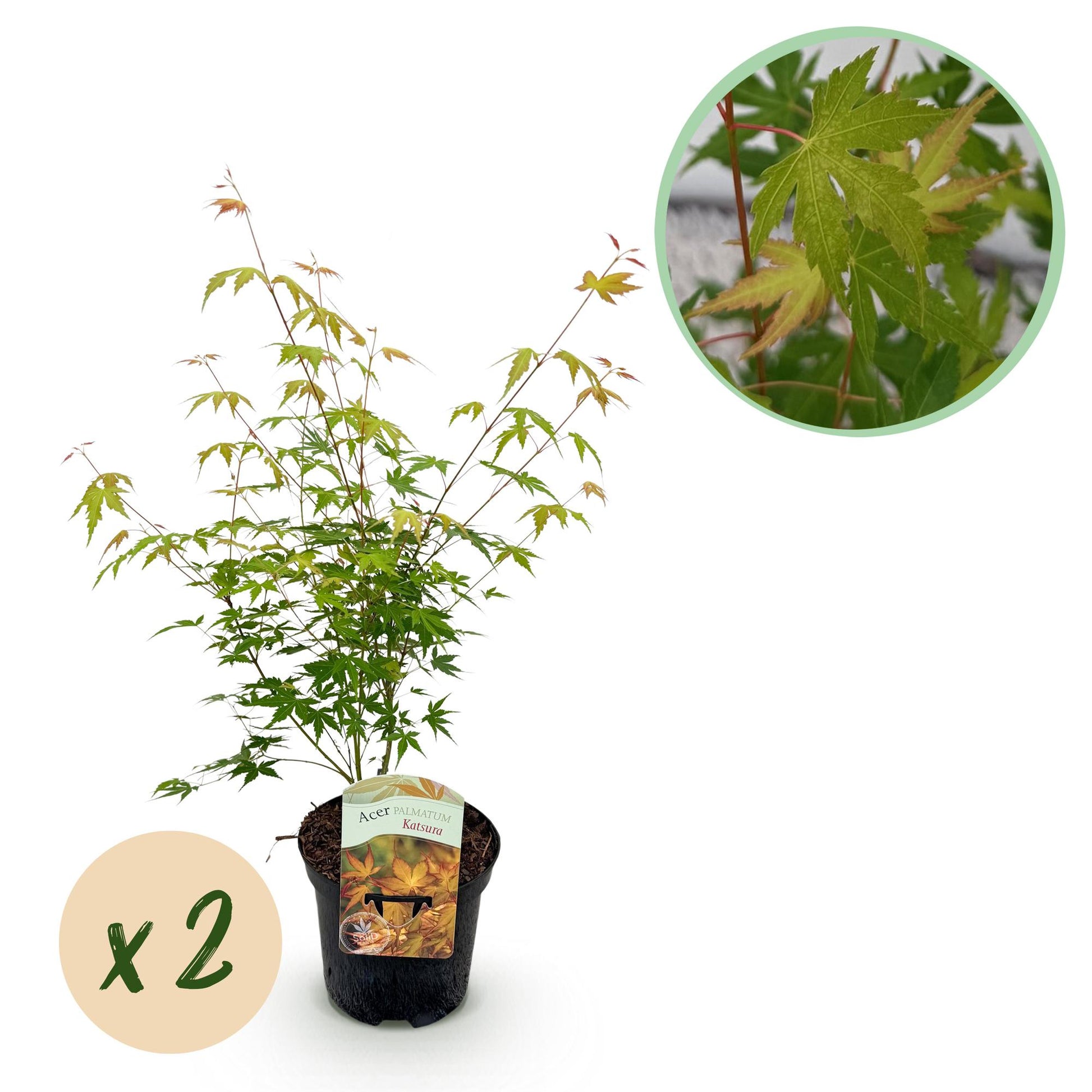 Acer palmatum Katsura oranje kopen online