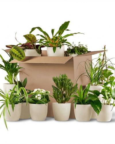 Verrassingsbox met twaalf kamerplanten in witte potten