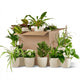 12 x Groene Tweede Kans Box | 12 x plantpot - Potter wit