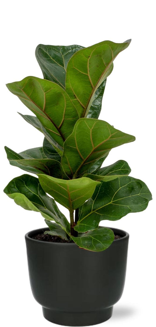 Ficus Lyrata - Vioolblad - Ø12cm - ↕30cm + Potenza Pot D13x11cm - Zwart.