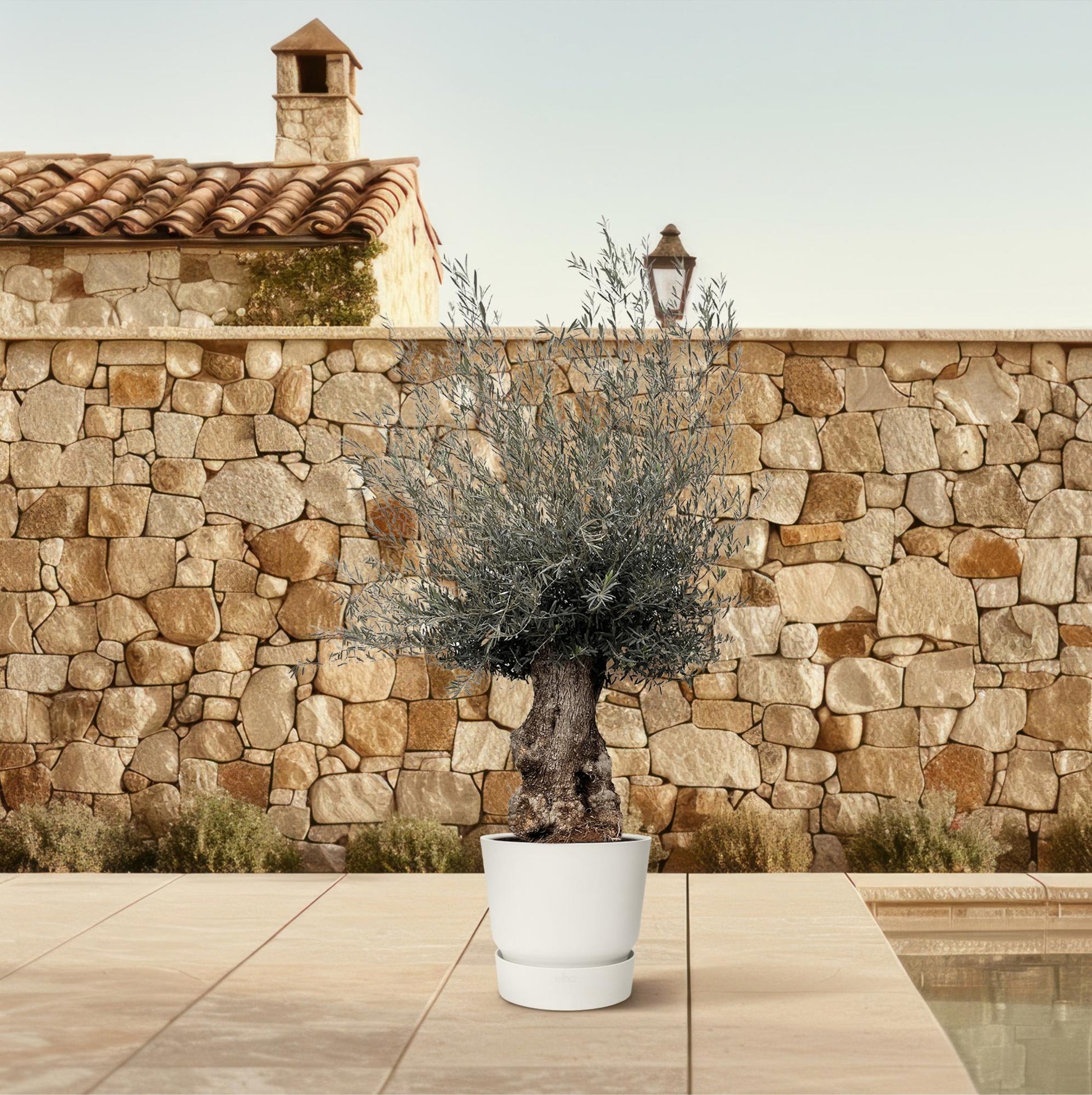 Olea Europaea Bonsai -planttoday