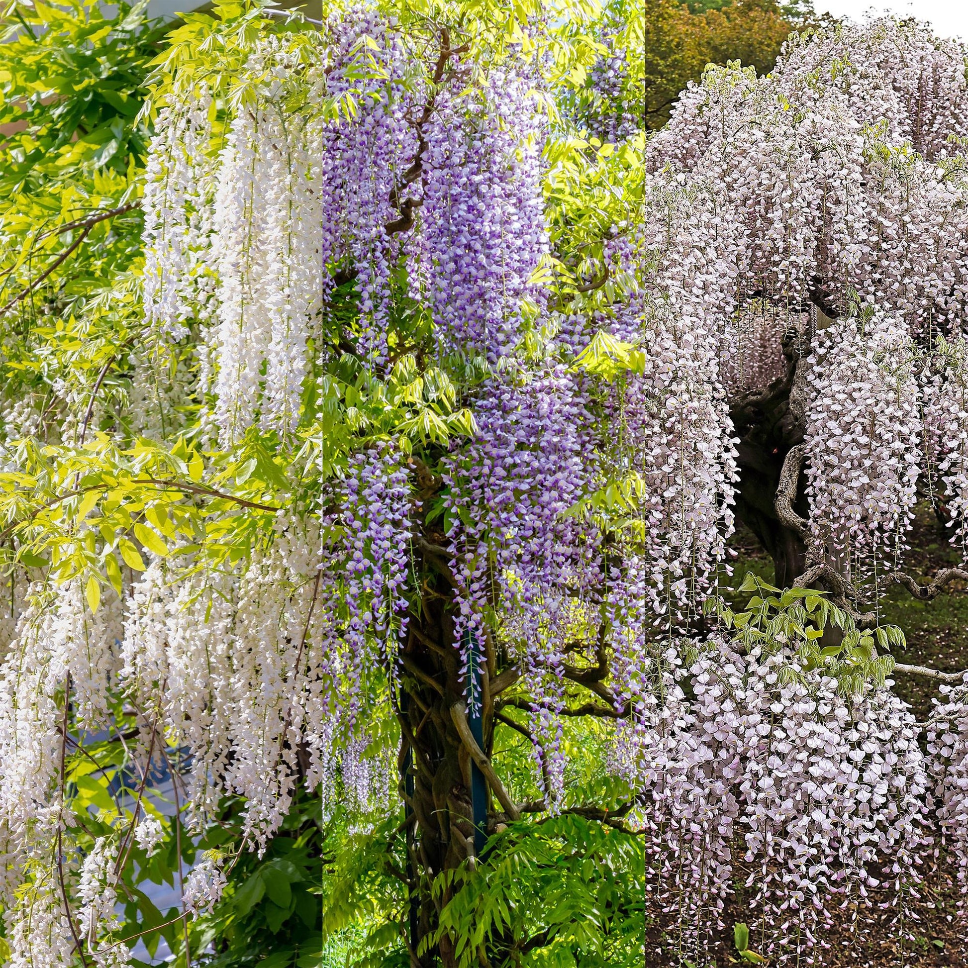 Wisteria floribunda Tricolour – set van drie blauweregen variëteiten met witte, blauwe en roze bloemen voor een kleurrijke en sfeervolle tuin