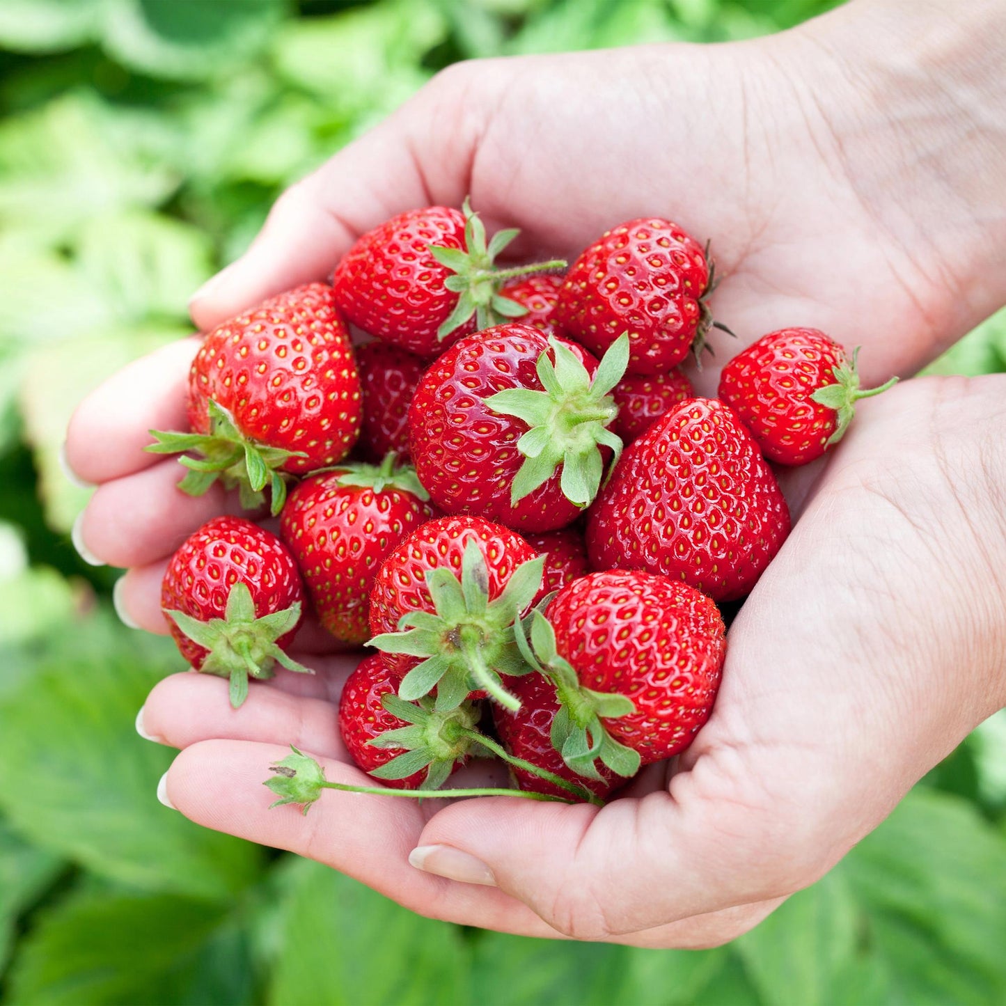 Winterharde aardbeiplant met rode vruchten voor balkon en tuin