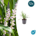 Liriope muscari 'Monroe White' Buitenplant | Leliegras - Planttoday