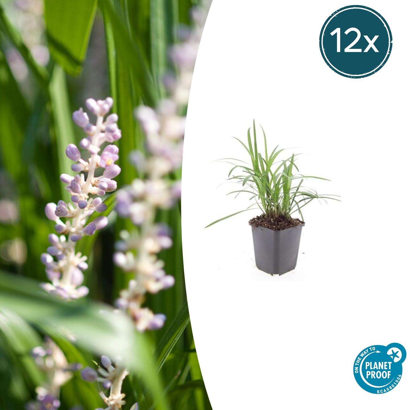12x Liriope muscari 'Monroe White' - ↕10-25cm - Ø9cm Leliegras