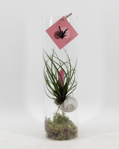 Tillandsia luchtplant met roze bloem in glazen cilinder