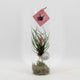 Tillandsia Cyanea | Luchtplant in glazen cilinder
