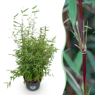 Niet woekerende bamboe met rode stengels voor tuin of haag