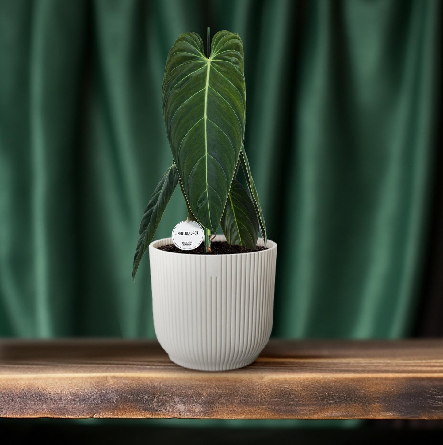 Philodendron Melanochrysum – kamerplant met grote fluweelgroene bladeren met goudkleurige nerven, ideaal voor lichte binnenruimtes. Op=OP Planttoday