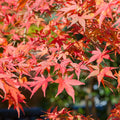 Acer palmatum Shaina | Outdoor plant | Japanese maple