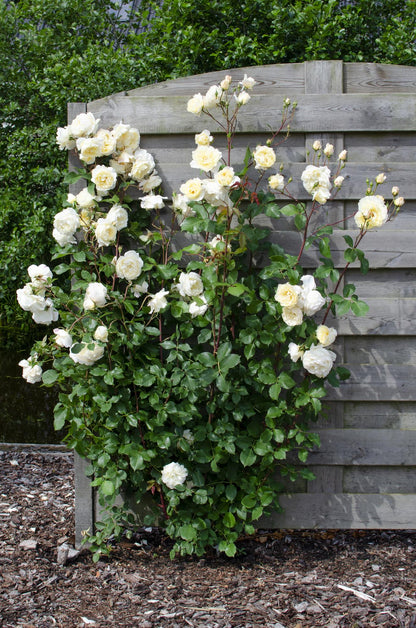 Rosa Crazy in Love ‘Vanilla’ – crèmewitte klimroos in pot Ø15cm, hoogte 65cm – bloeit van juni tot vorst met glanzend groen blad.