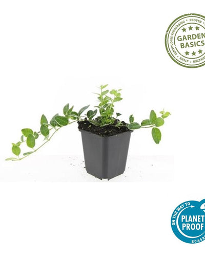 Vinca minor ‘Argenteovariegata’ Buitenplant | Bonte Maagdenpalm - Planttoday