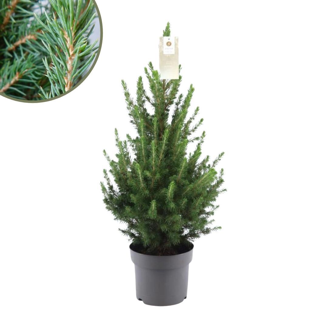 Kleine kerstboom Picea Glauca Conica van ca. 70 cm in pot Ø19 cm ideaal als mini kerstboom voor binnen, balkon of terras
