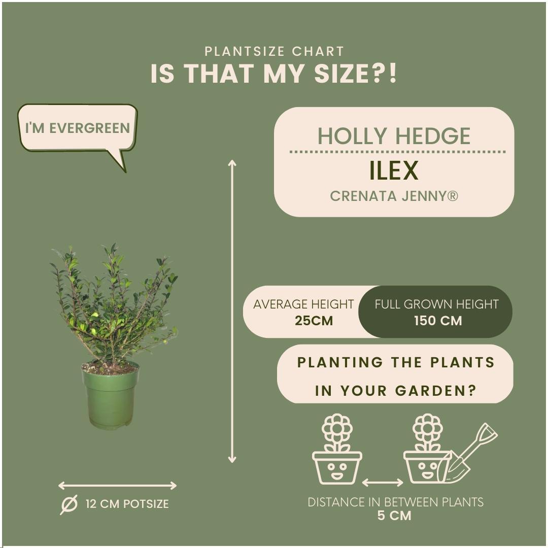 De Ilex crenata 'Jenny' is een compacte en wintergroene tuinplant die zich perfect leent voor lage haagjes, vormsnoei of als groen accent in een strakke border