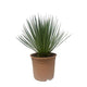Yucca Rostrata – 60 cm – ø24 cm Wüstenpflanze bei Planttoday