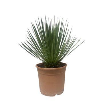 Yucca Rostrata - 80 - 100cm- Ø38 Scherp geprijsd, in de aanbieding.