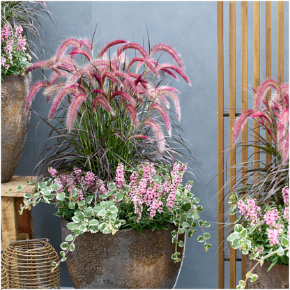 Pennisetum ‘Tiny Tails’ – Set van 2x– Compact Lampenpoetsersgras met sierlijke pluimen – Ø19 cm – ↨ 40–50 cm