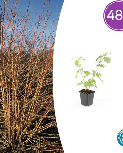 Cornus sanguinea 'Anny's Winter Orange' met feloranje takken – wintergroene sierstruik in pot Ø9 cm, partij van 48 planten
