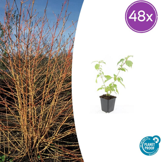 Cornus sanguinea 'Anny's Winter Orange' met feloranje takken – wintergroene sierstruik in pot Ø9 cm, partij van 48 planten