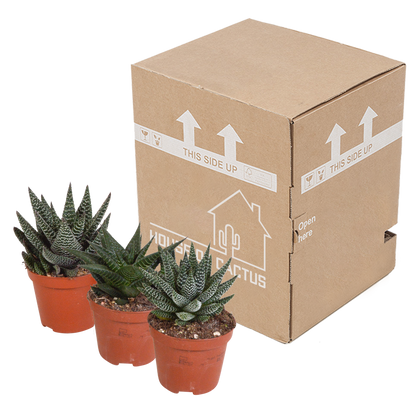 Mix van 3 Gasteria’s en Haworthia’s in verschillende kleuren, hoogtes en vormen – kamerplanten van topkwaliteit