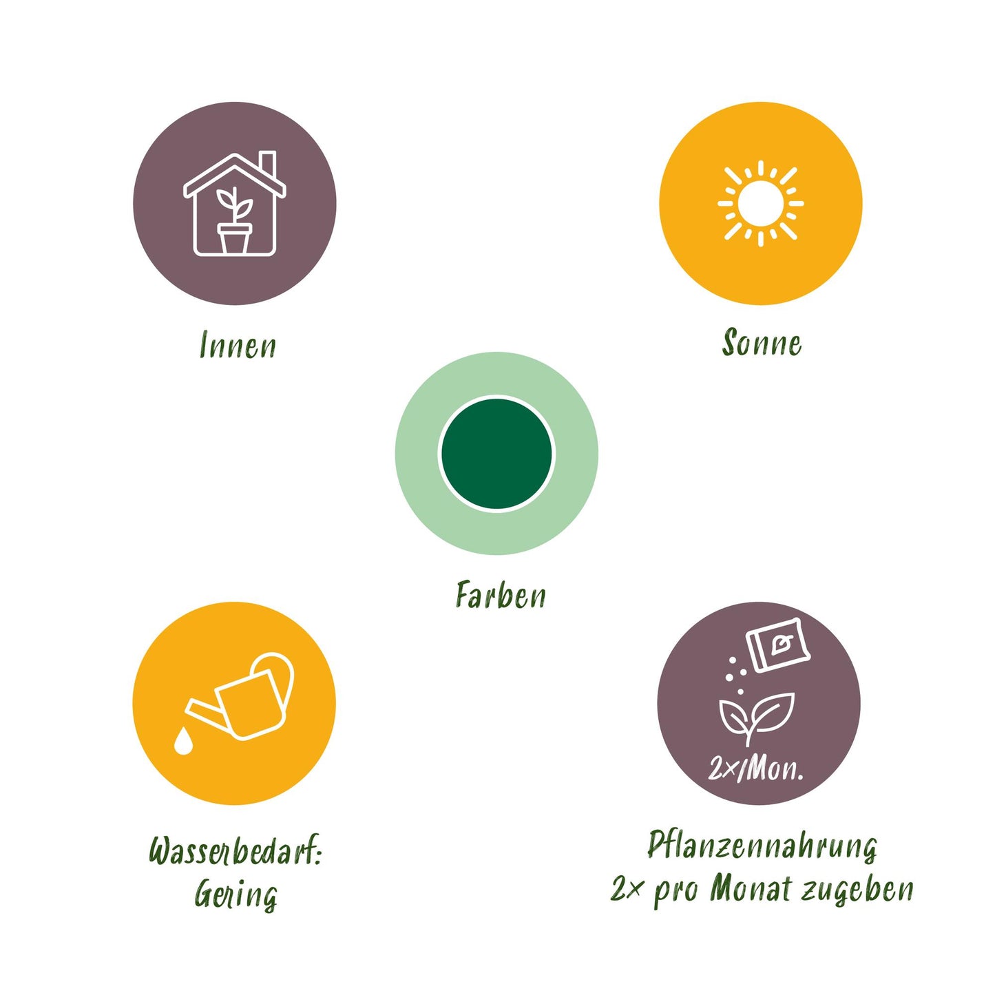 2 x Euphorbia eritrea Kamerplant | Afrikaanse melkboom | Cactus