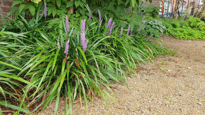 12x Liriope muscari 'Ingwersen' - ↕10-25cm - Ø9cm