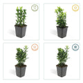 Euonymus japonicus 'Green Spire' | Buitenplant | Kardinaalsmuts - Planttoday