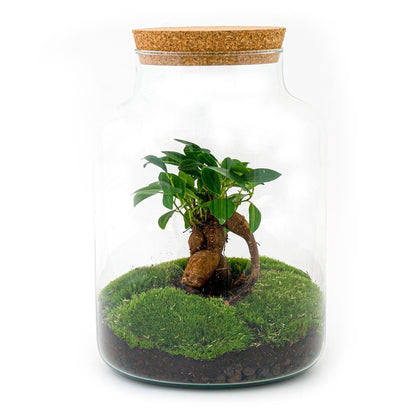 DIY Planten terrarium met licht | Milky Bonsai