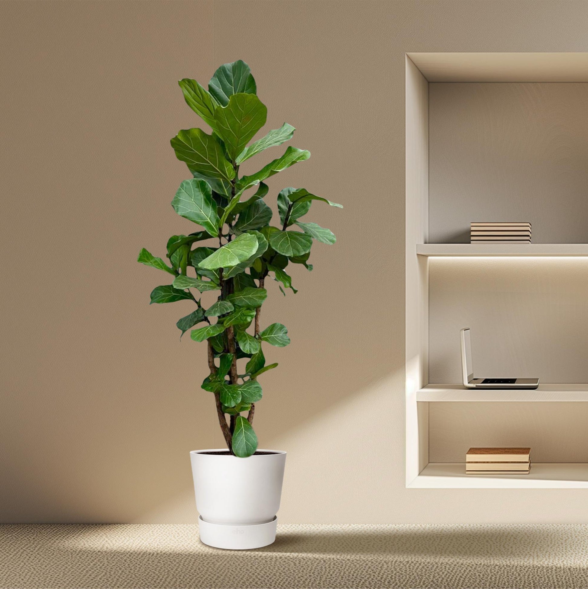 De Ficus Lyrata, ook wel bekend als de Vioolbladplant, is een populaire kamerplant die dankzij zijn grote, glanzende bladeren een echte blikvanger is in elk interieur. Het opvallende blad, dat lijkt op de vorm van een viool, maakt deze plant uniek en aantrekkelijk voor iedere interieur.