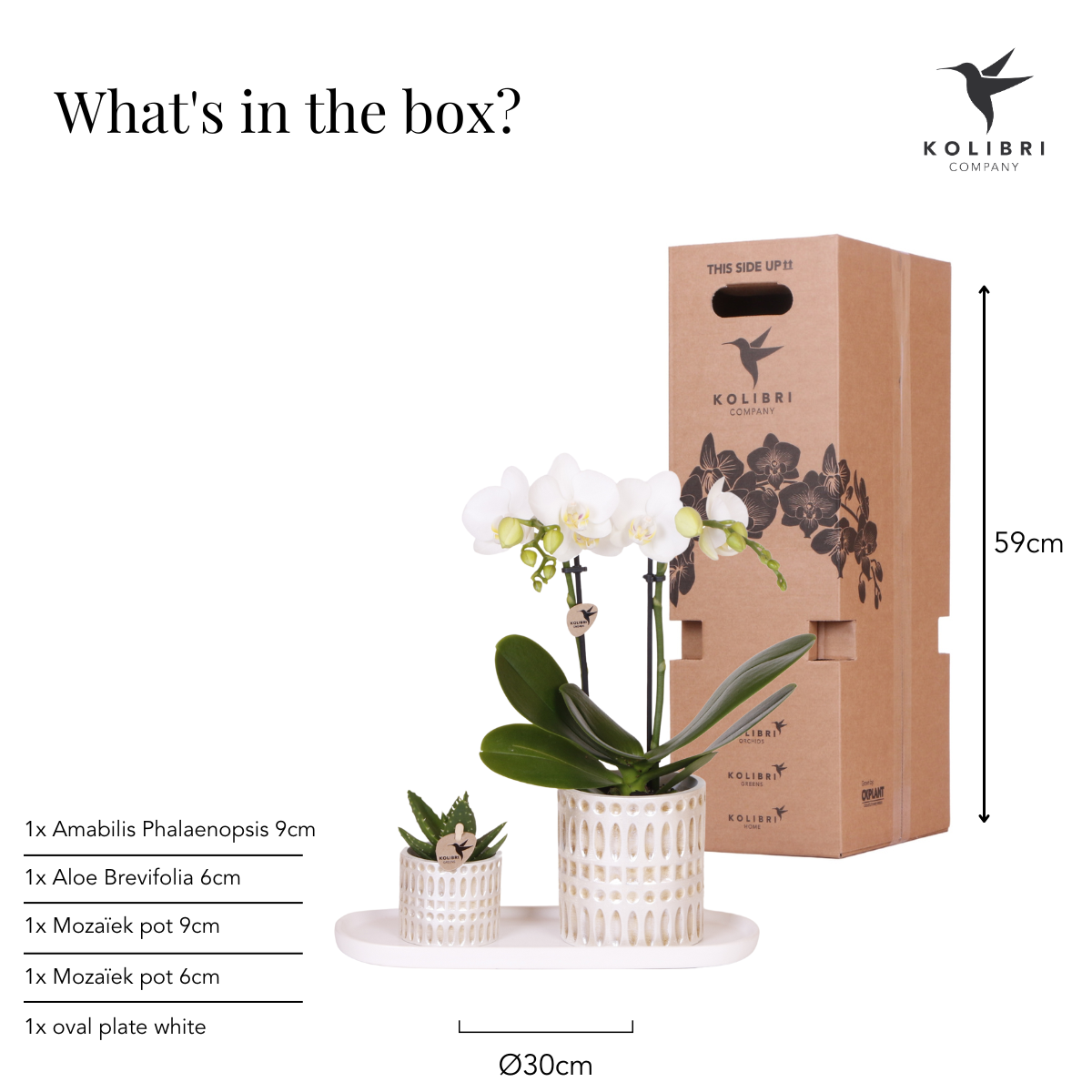 Plantenset Le Chic small | Witte Phalaenopsis Orchidee Amabilis  en Succulent incl. keramieken sierpotten op crème organisch dienblad