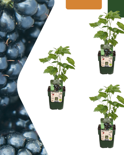 Een biologische, doornloze braam (zoals Rubus fruticosus 'Black Satin') is een winterharde struik die goed gedijt op een zonnige plek met vochtige, humusrijke grond. Het is een gemakkelijke fruitplant met grote, sappige bramen die vanaf juli/september geoogst kunnen worden, en snoeien na de oogst bevordert een goede groei en oogst voor het volgende jaar. 