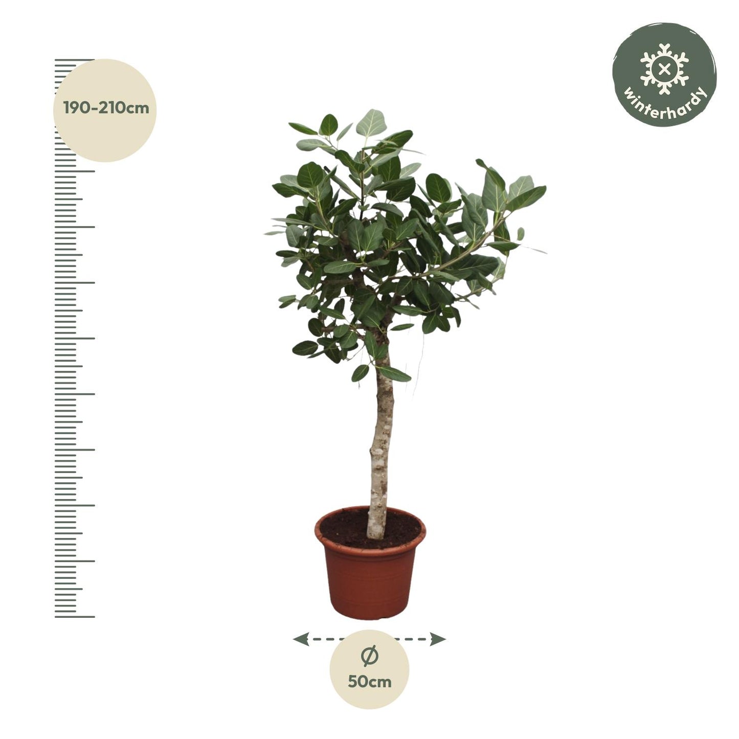 Grote Ficus Benghalensis kamerplant van ca. 200 cm hoog met glanzende donkergroene bladeren in pot Ø50 cm – tropische boom met vertakte vorm.”