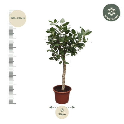 Grote Ficus Benghalensis kamerplant van ca. 200 cm hoog met glanzende donkergroene bladeren in pot Ø50 cm – tropische boom met vertakte vorm.”