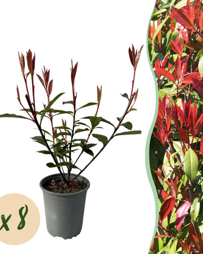 Groenblijvende haagplant met roodgroen blad voor strakke tuinhaag