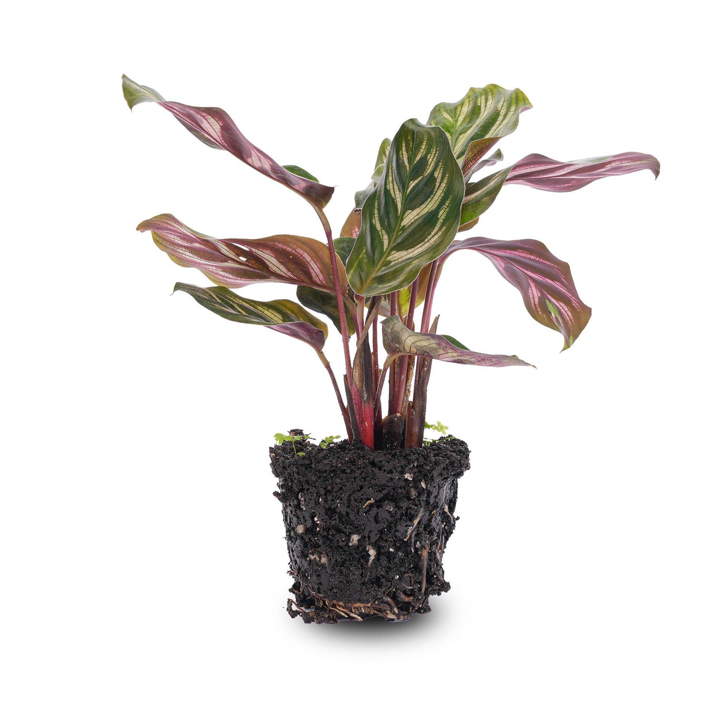 Calathea Makoyana | Pauwenplant |Terrarium plant - Potmaat 6