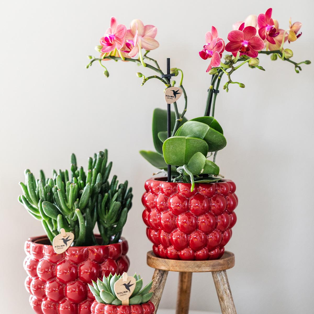 Kolibri Orchids | Rode Phalaenopsis orchidee – Congo + Berry sierpot