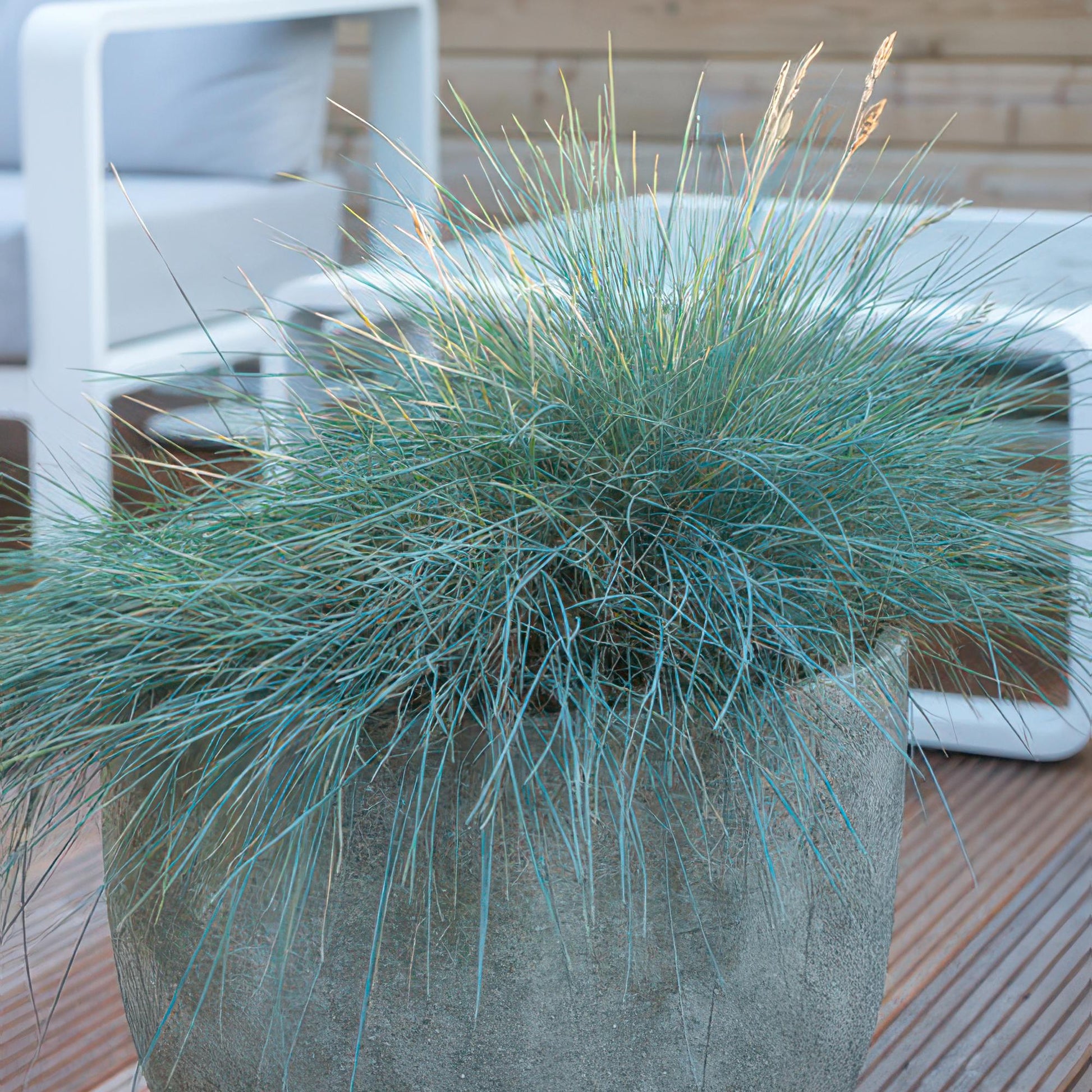 Festuca glauca ‘Elijah Blue’ – blauw siergras met grijsblauwe pollen en witte bloempluimpjes, ideaal voor rotstuinen en borders.