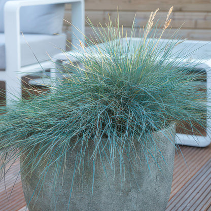 Festuca glauca ‘Elijah Blue’ – blauw siergras met grijsblauwe pollen en witte bloempluimpjes, ideaal voor rotstuinen en borders.