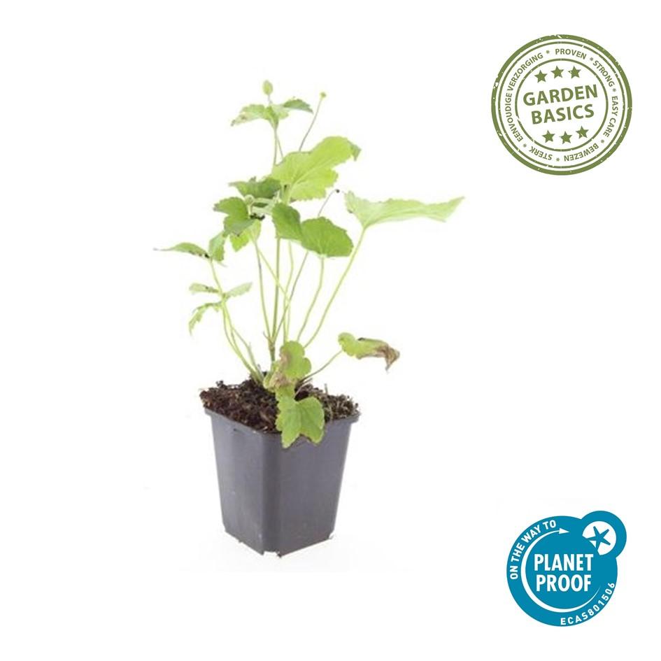 Herfstanemonen zijn sterke planten die snel grote pollen vormen met een dicht bladerdek. Ze bloeien wanneer veel andere planten uitgebloeid zijn.
Anemone 'Honorine Jobert' bloeit op hoge stelen met helderwitte enkelvoudige bloemen, iets roziger aan de achterkant en met lange gele meeldraden.
Het donkergroene blad is gelobd, sterk geribbeld aan de onderzijde en min of meer behaard, zeer donzig als het zich ontvouwt in het voorjaar.
Woekeren met hun ondergrondse wortelstokken maar minder dan de andere herfsta