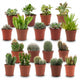 18 x Mini Cactus & Succulenten | Kamerplanten