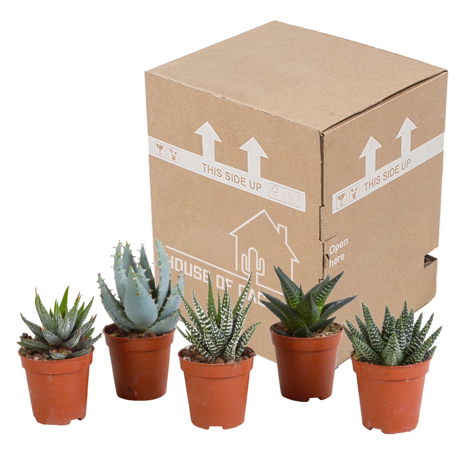 Set van 5 Gasteria/Haworthia mix (Ø5,5 cm, zonder pot) – compacte en sterke kamerplanten in diverse vormen en kleuren