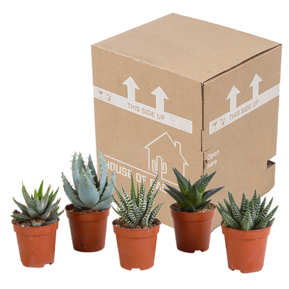 Set van 5 Gasteria/Haworthia mix (Ø5,5 cm, zonder pot) – compacte en sterke kamerplanten in diverse vormen en kleuren